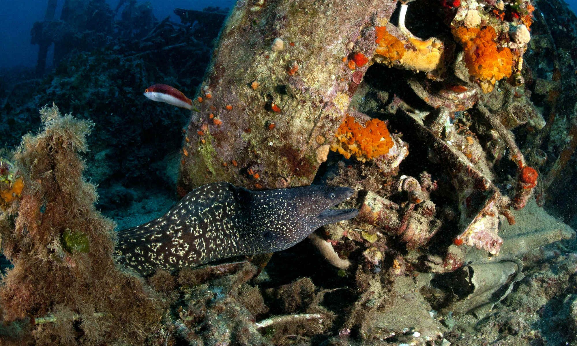 More than 50 diving centres in malta how to choose checkyeti blog