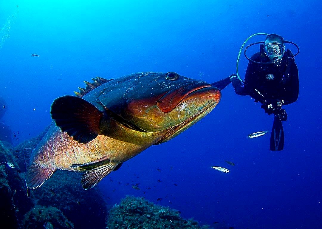 A diver observes a fish in the sea of Mallorca.