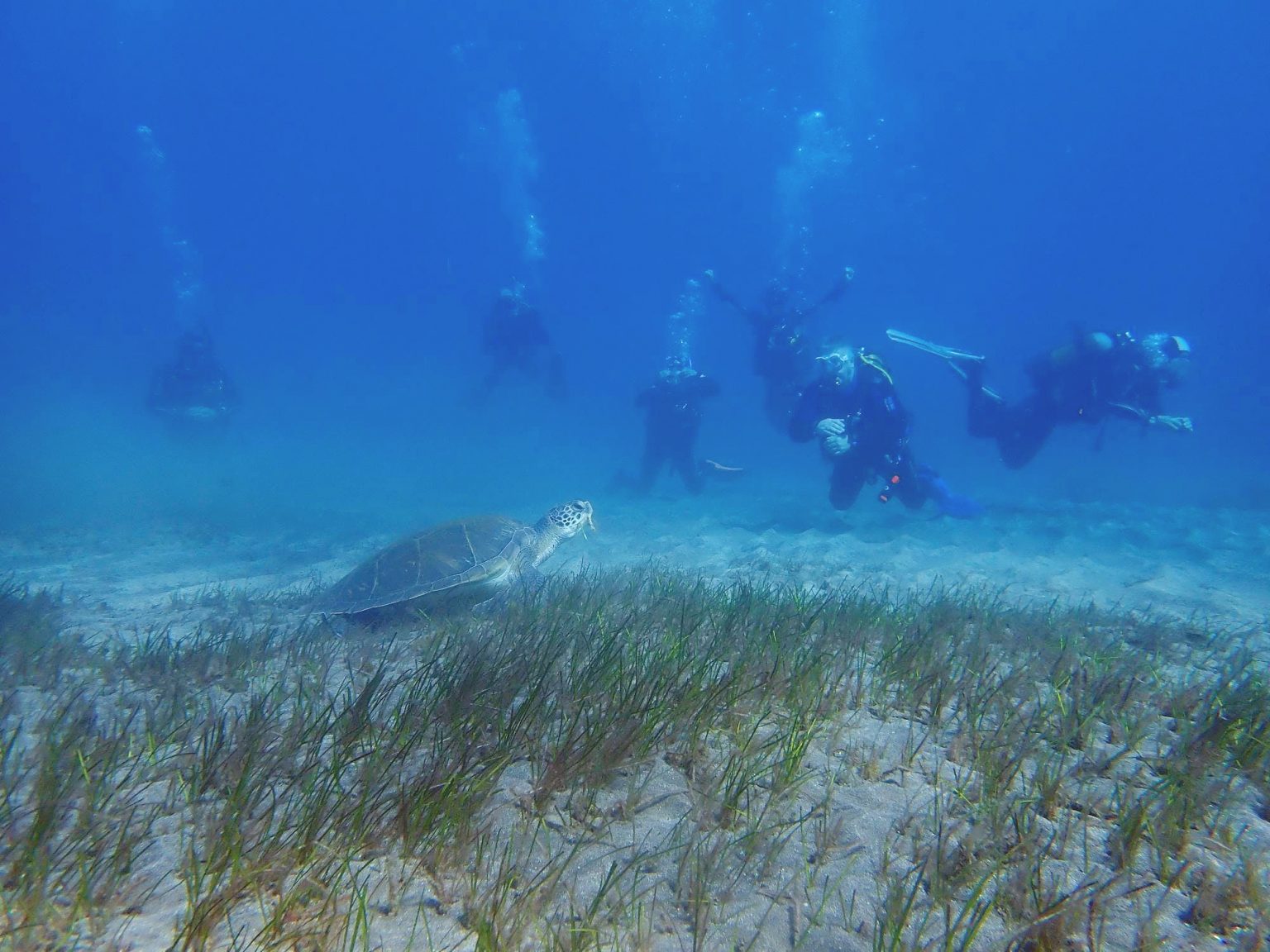 Scuba Diving in the Canary Islands the 5 best spots