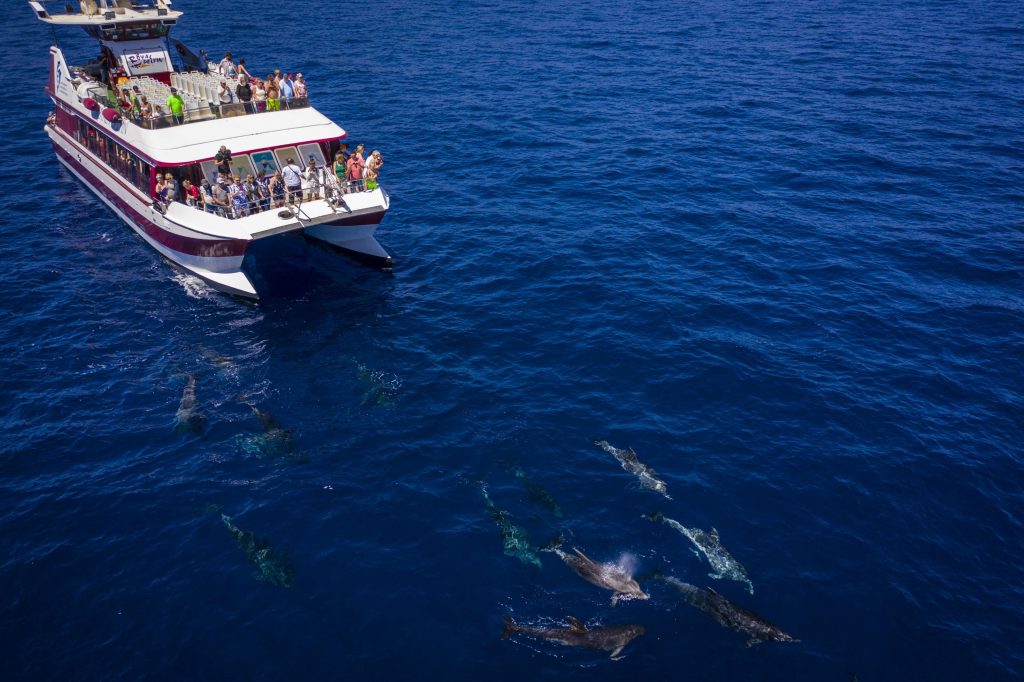 Cetaceans swim in front of the glass-bottomed catamaran.