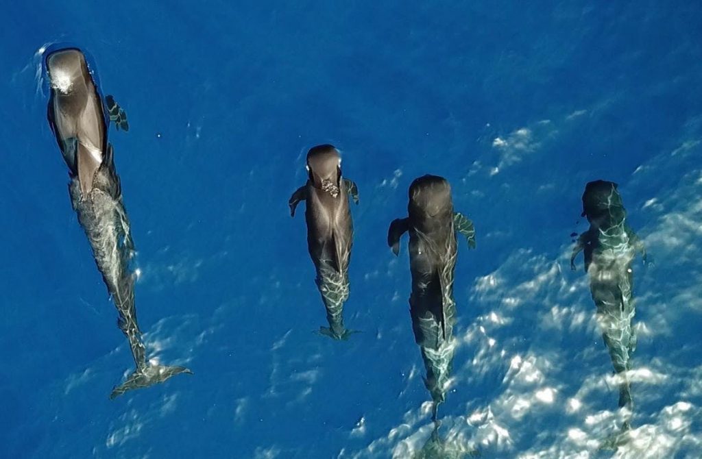 4 Whales swim off the coast of Teenrife.