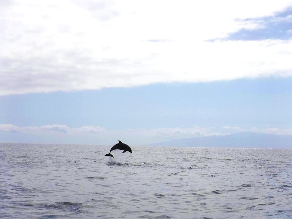 A dolphin makes a spectacular jump off the Teenrife coast.