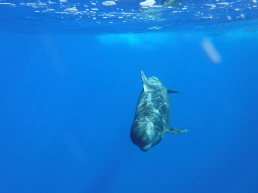 Dolphin watching in the Canary Islands: Tenerife which excursion to ...