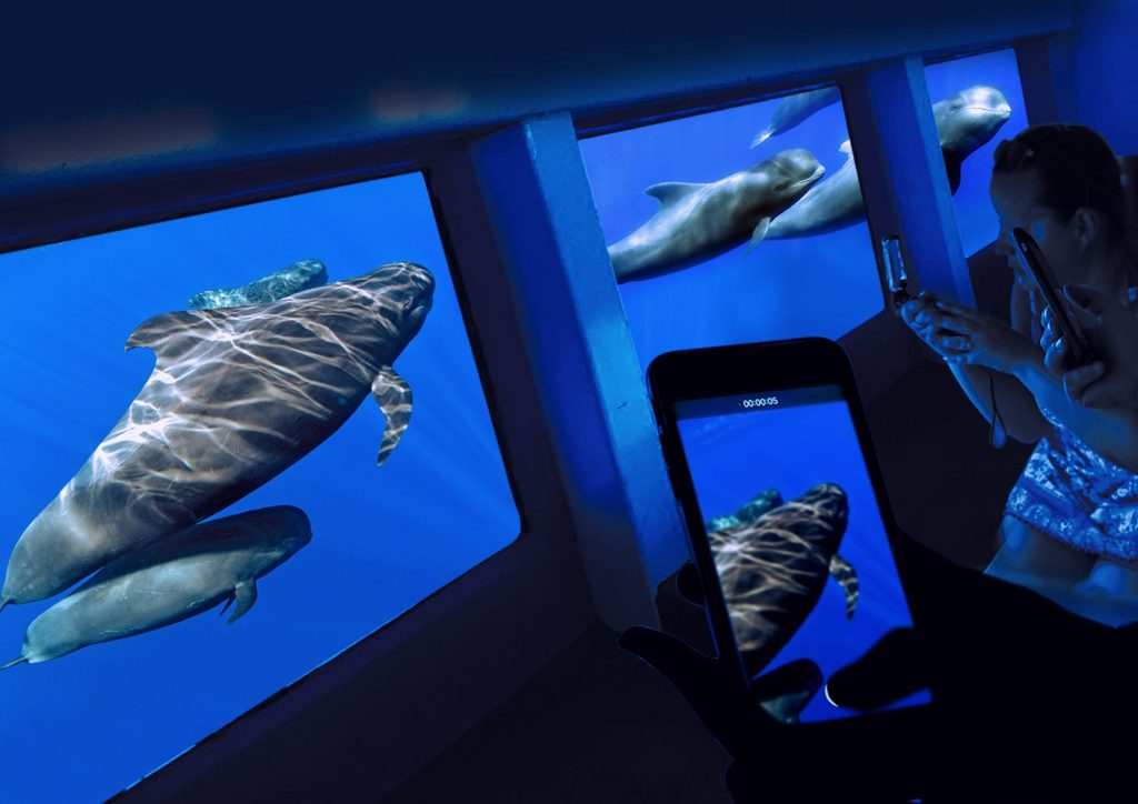 Many cetaceans can be watched at once thanks to the glass bottom boat from Tenerife. 
