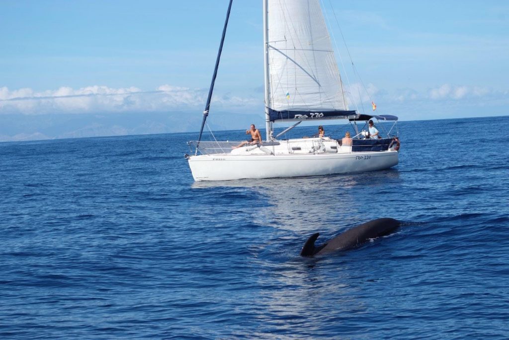 A dolphin swims close to the sailing boat.