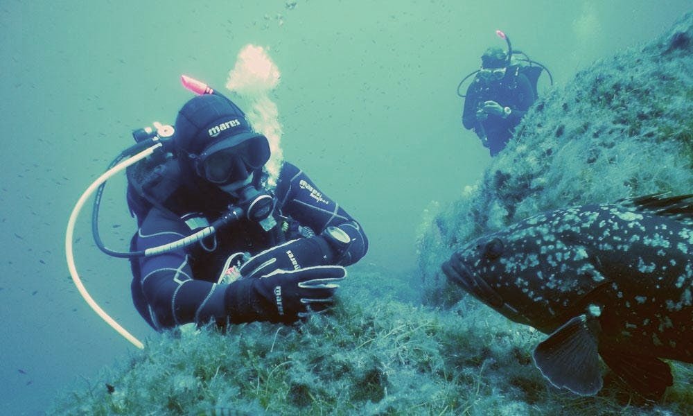 When scuba diving in Spain, one might come across a grouper or two.