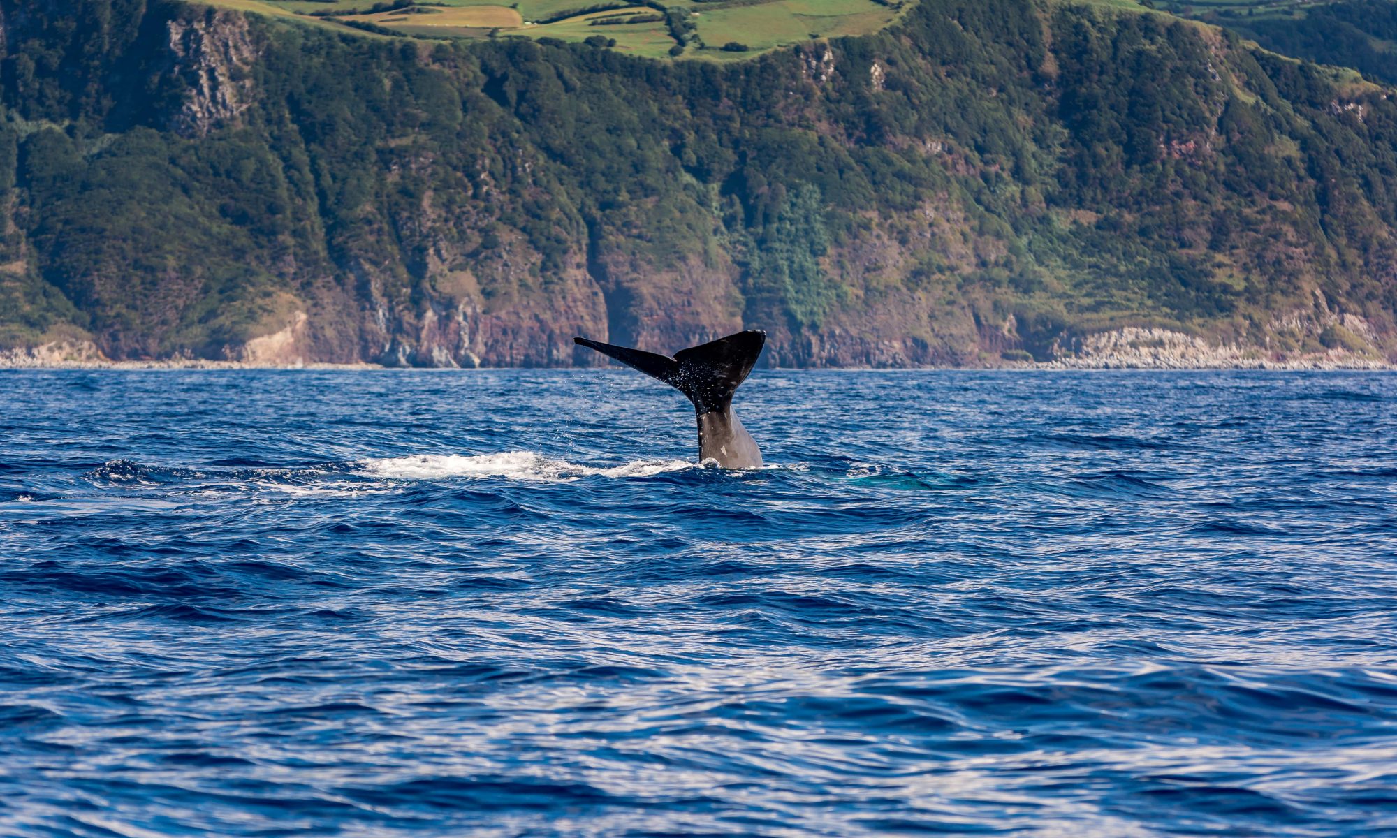 A sperm whale can be spotted in the surface of the Ocean during a whale watching boat trip in Azores