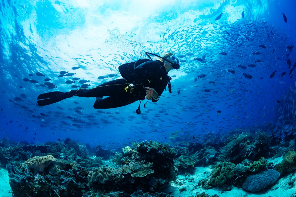 A diver admires the underwater world during a scuba diving course for beginners.
