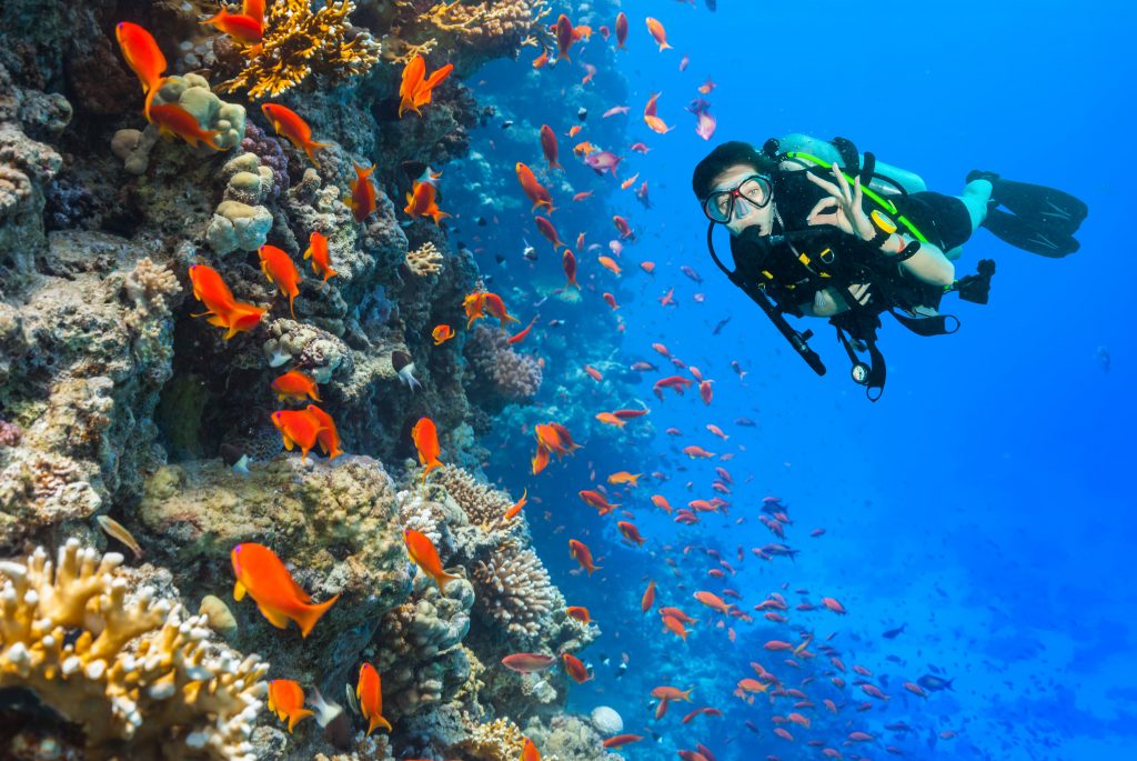 A diver admires the underwater marine life during a diving course.