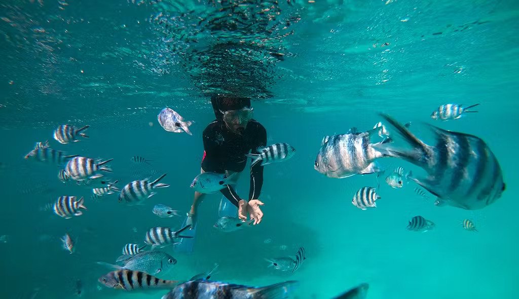 Un homme nage joyeusement au milieu d'un banc de poissons colorés dans une eau bleue limpide.