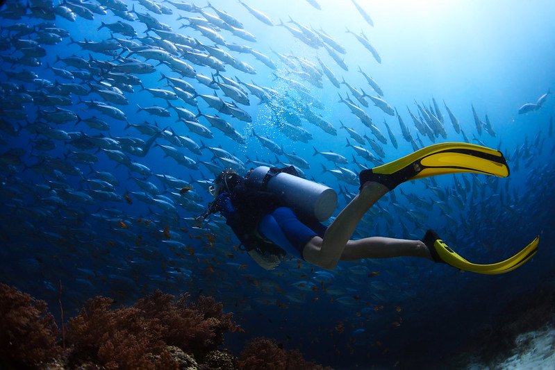 A scuba diving passing a school of fish.
