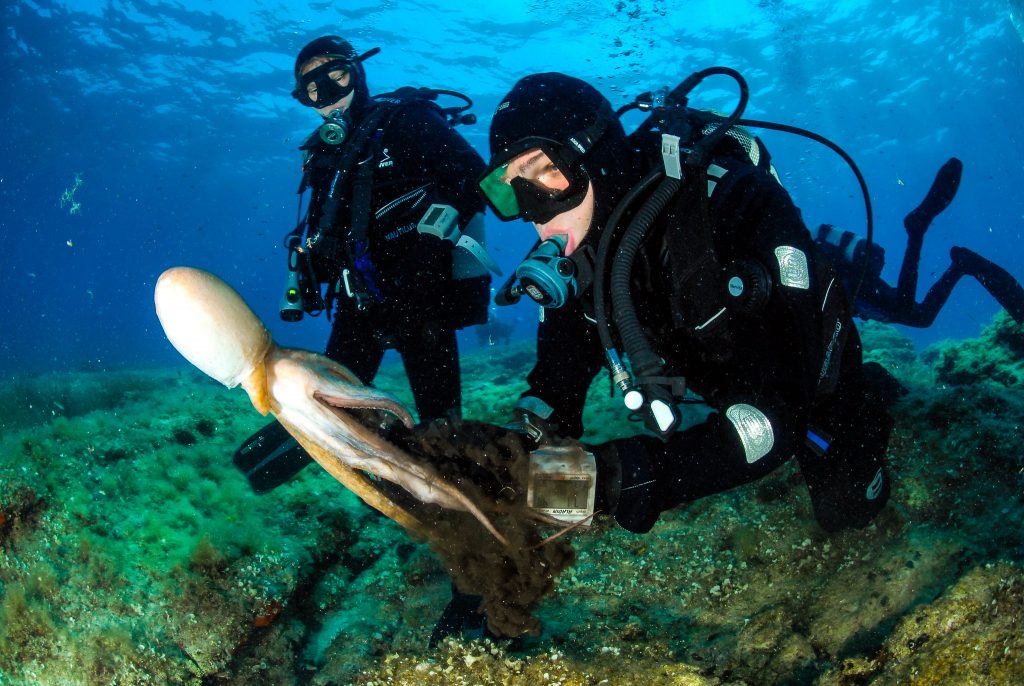 Scuba divers on decompression stop are playing with octopus vulgaris.